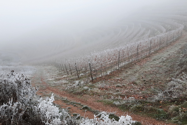 Der Winter hat das Weinland im Griff seiner weißen Hand - Weingut Schmitt-Peitz in Wallhausen / Nahe